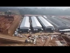 Layer Cages Feeding 3.10